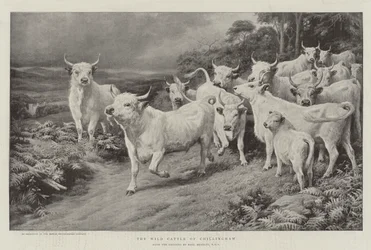 Das wilde Vieh von Chillingham